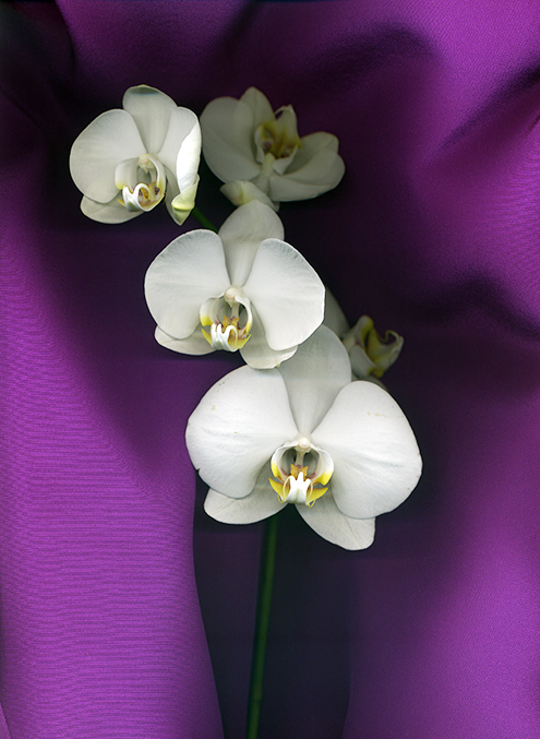 Orchids on fuchsia silk, 2021